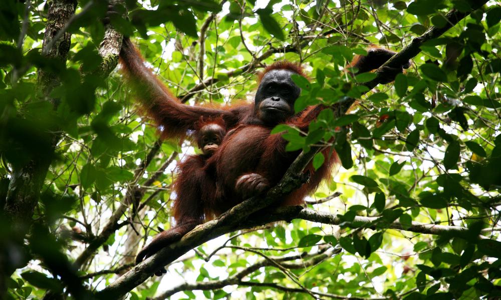 Bornean orangutan (Pongo pygmeus pygmeus) and her baby in Betung Kerihun and Danau Sentarum national parks' corridor in West Kalimantan, Indonesia.