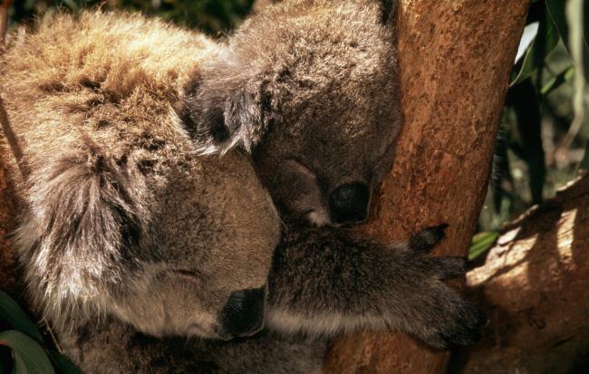Phascolarctos cinereus Koala Mother with joey (young) Australia